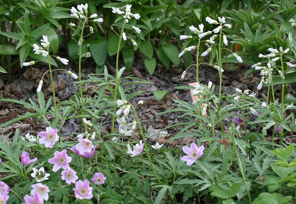 Cardamine concatenata