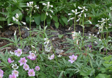 Cardamine concatenata