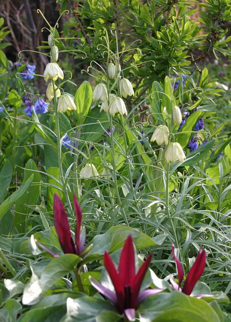 Fritillaria thunbergii