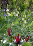 Fritillaria thunbergii