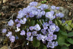 Jeffersonia dubia