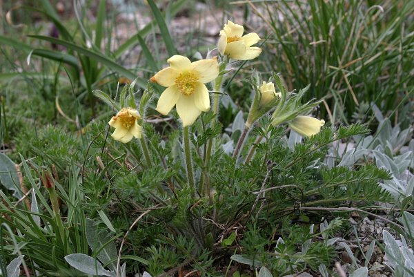 Pulsatilla albana