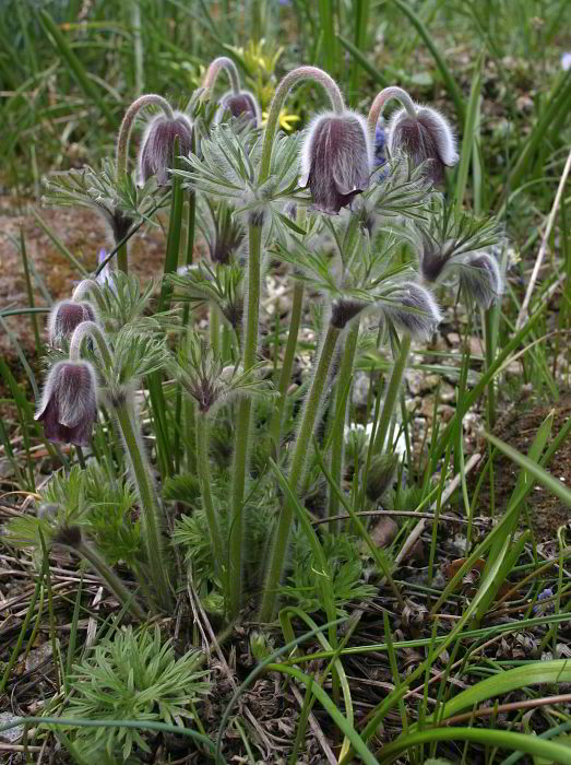 Pulsatilla pratensis var. nigricans