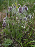 Pulsatilla pratensis var. nigricans