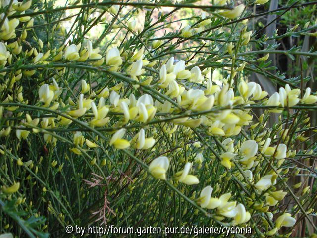 2012-04-19 Cytisus praecox