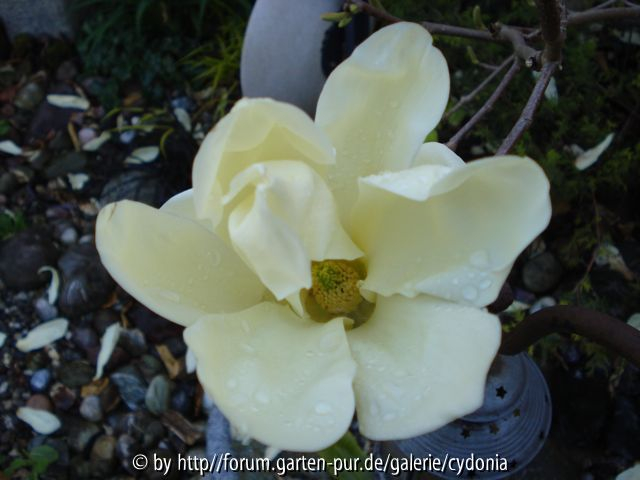 2012-04-12 Magnolia 'Butterflies' 2