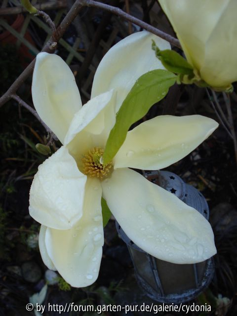 2012-04-12 Magnolia 'Butterflies' 1