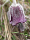 Pulsatilla pratensis Blüte 2012
