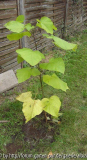 Catalpa - ausgepflanzt