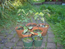 Catalpa 2010 Sommer