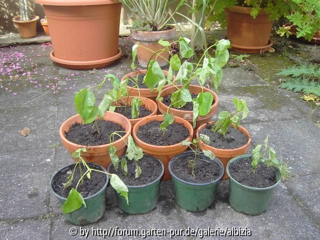 Catalpa 2009 frisch getopft