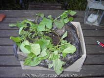 Catalpa 2009 - erschöpft