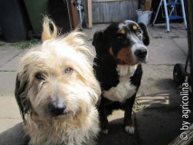 hunde.jpg