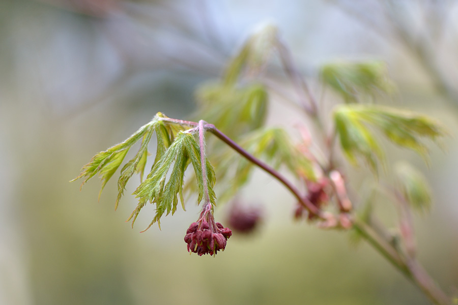 Acer aconitifolium April 2012