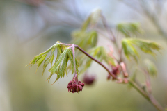 Acer aconitifolium April 2012
