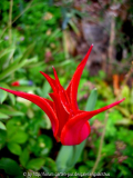 Tulipa 'Aladdin' 1