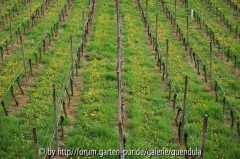 Weinberge