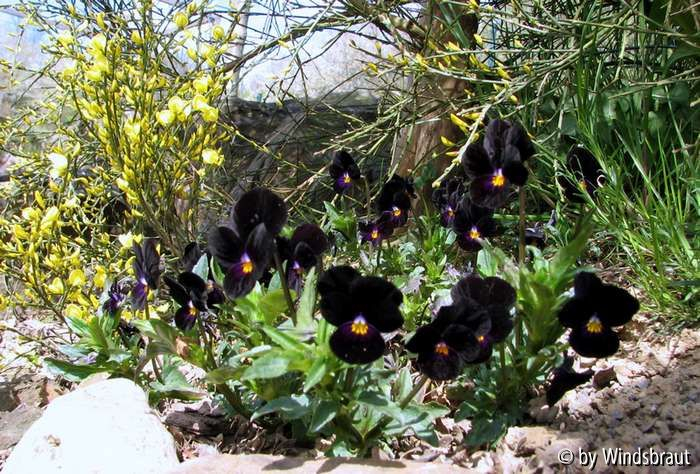 Schwarze Hornveilchen