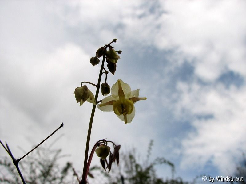 Epimedium sulphureum Sonne