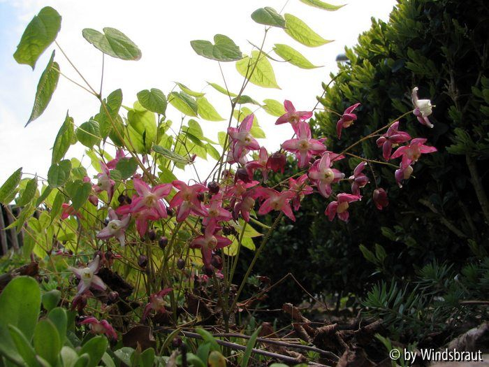 Epimedium rubrum 2012