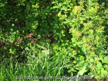 adonis suchbild.JPG