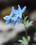 Corydalis (angebl. cashmeriana)