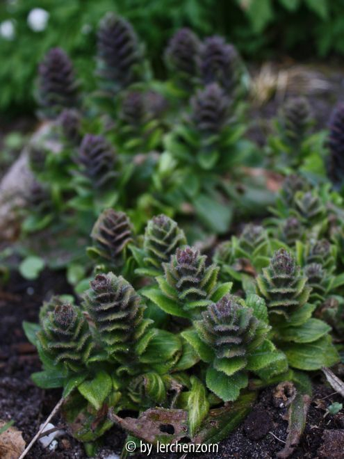 Pyramiden-Günsel (Ajuga pyramidalis)
