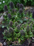 Pyramiden-Günsel (Ajuga pyramidalis)