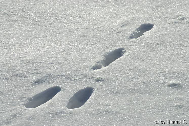 Winter-Eifel 09b