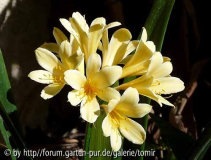 Clivia miniata var_ citrina.jpg