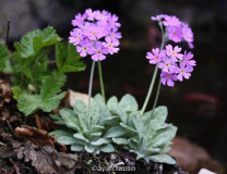 Balkan-Mehlprimel (Primula frondosa)