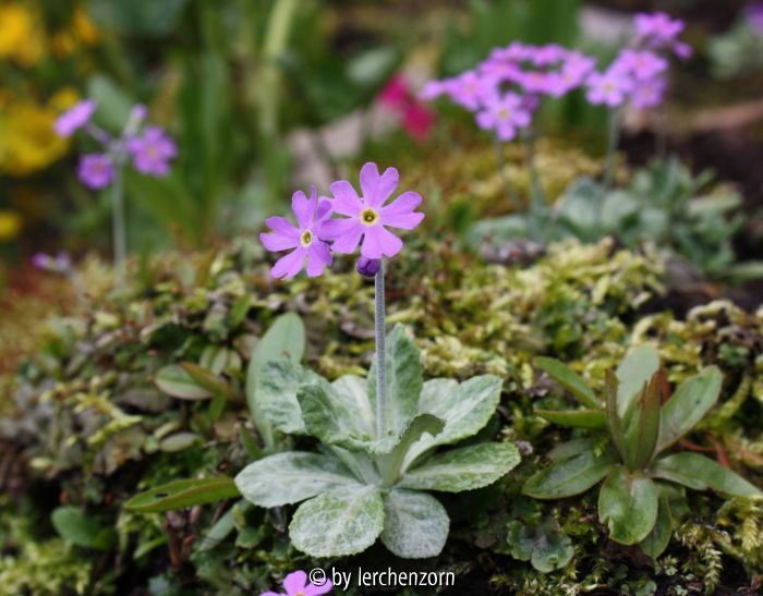 Balkan-Mehlprimel (Primula frondosa)