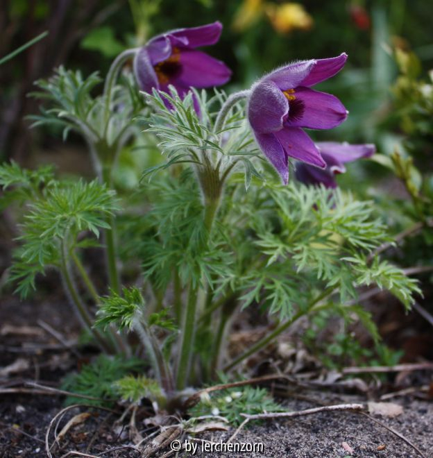 Küchenschelle (Pulsatilla Kult.)