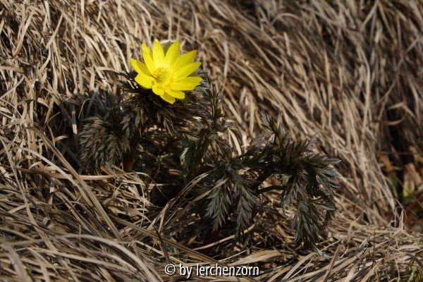 Adonis ramosa
