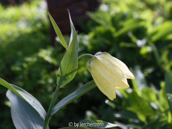 Fritillaria pallidiflora
