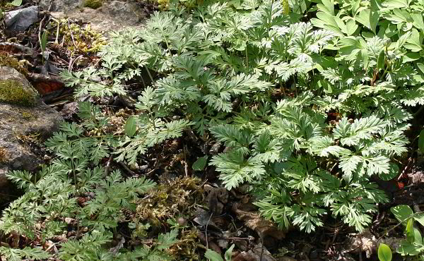 Adonis amurensis - Blätter