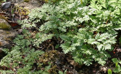 Adonis amurensis - Blätter