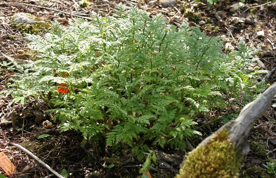 Adonis 'Fukujukai'