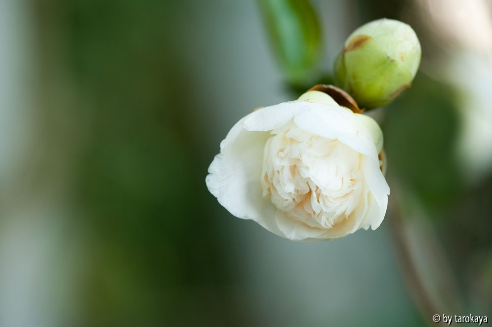 anemonifora alba12