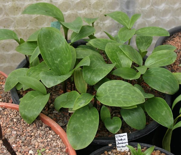 Lilium tsingtauense S201003