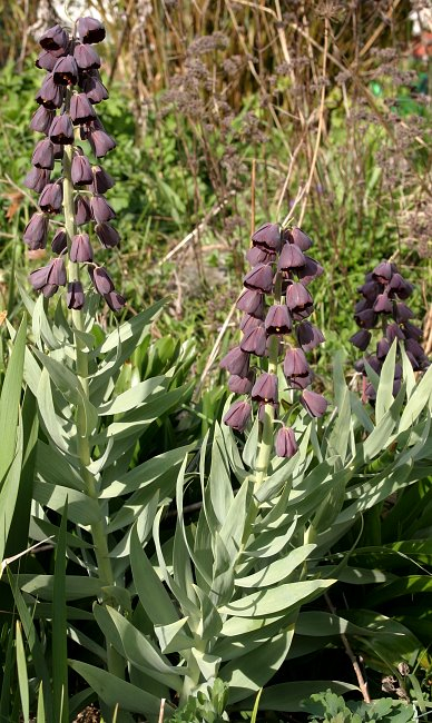 Fritillaria persica