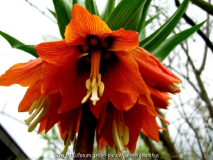 Fritillaria imperialis