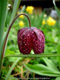 Fritillaria meleagris