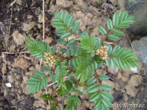 Sorbus reducta 1