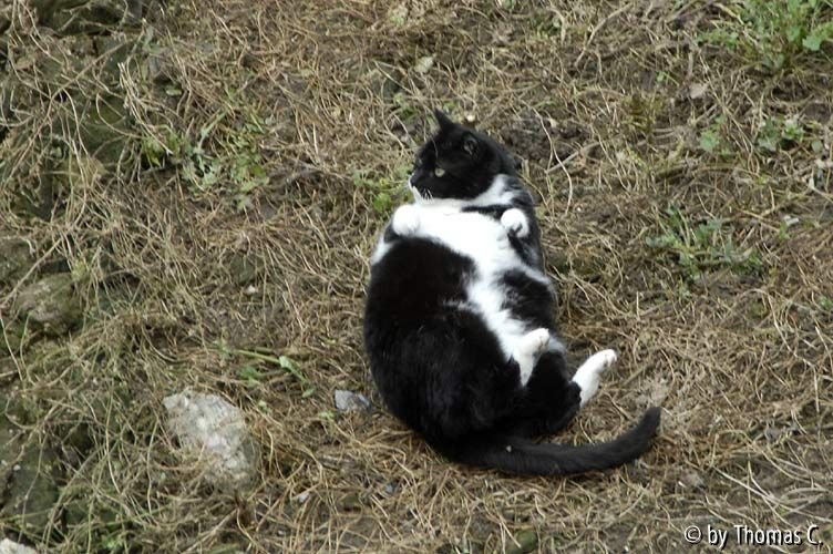 Rom Katzenforum 03