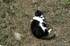 Rom Katzenforum 03