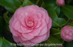 Rosa bonomiana april 12.jpg