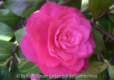dunkles rosa Bonomiana April 12.jpg