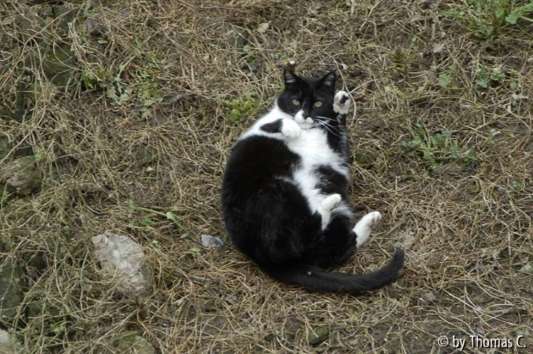 Rom Katzenforum 04