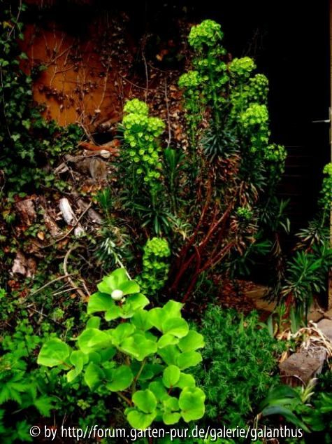 Paeonia daurica vor Euphorbia characias